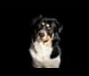 Vinnie, a Siberian Husky and German Shepherd Dog mix tested with EmbarkVet.com