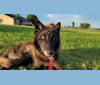 Genn a dog tested with EmbarkVet.com