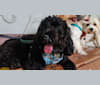 Mickey, a Poodle (Small) and Cavalier King Charles Spaniel mix tested with EmbarkVet.com