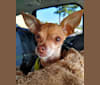 Johnny Dulce, a Chihuahua and Cocker Spaniel mix tested with EmbarkVet.com
