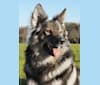 OZAI, a German Shepherd Dog tested with EmbarkVet.com