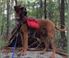 Duke, a Boxer and Black and Tan Coonhound mix tested with EmbarkVet.com