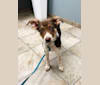 Nova, a Rat Terrier and German Shepherd Dog mix tested with EmbarkVet.com