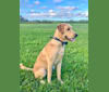 Theodore, a Labrador Retriever and Australian Shepherd mix tested with EmbarkVet.com