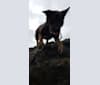 Iris, an Australian Cattle Dog and Rottweiler mix tested with EmbarkVet.com