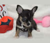 Blair, a Chihuahua tested with EmbarkVet.com