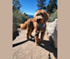 Brodie, a Goldendoodle tested with EmbarkVet.com