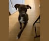 Bubbles, a Boxer and Labrador Retriever mix tested with EmbarkVet.com