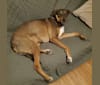Gigi, a Labrador Retriever and American Pit Bull Terrier mix tested with EmbarkVet.com
