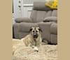Cher, a Great Pyrenees and Anatolian Shepherd Dog mix tested with EmbarkVet.com