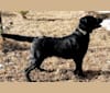 Rueben, a Labrador Retriever tested with EmbarkVet.com
