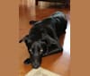 Millie, a German Shepherd Dog and Labrador Retriever mix tested with EmbarkVet.com