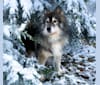 Theo, a Siberian Husky tested with EmbarkVet.com