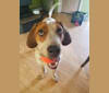 Tuco, a Bluetick Coonhound and American Pit Bull Terrier mix tested with EmbarkVet.com