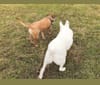 Finn, an Australian Cattle Dog and Australian Shepherd mix tested with EmbarkVet.com
