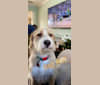 Fenway, a Miniature Schnauzer and Labrador Retriever mix tested with EmbarkVet.com