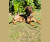 King (born Fang), a German Shepherd Dog and Labrador Retriever mix tested with EmbarkVet.com