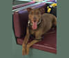Photo of Hunter, a Staffordshire Terrier and German Shepherd Dog mix in Farmington, Missouri, USA