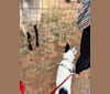 Luke Skywalker, an Australian Cattle Dog and Rat Terrier mix tested with EmbarkVet.com