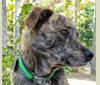 Roadie, a Labrador Retriever and Rottweiler mix tested with EmbarkVet.com