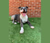Romeo, an American Pit Bull Terrier tested with EmbarkVet.com