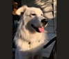 Autumn, a Great Pyrenees and Siberian Husky mix tested with EmbarkVet.com