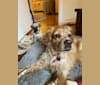 Bear, a Pug and Norwegian Elkhound mix tested with EmbarkVet.com