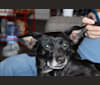 Emmie, a Labrador Retriever and Miniature Schnauzer mix tested with EmbarkVet.com