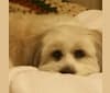 George, a Shih Tzu and Poodle (Small) mix tested with EmbarkVet.com