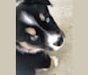 Koda, a Siberian Husky and Australian Cattle Dog mix tested with EmbarkVet.com