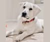 Photo of Beau, a Great Pyrenees, Golden Retriever, American Pit Bull Terrier, and Australian Shepherd mix in Sherman, Texas, USA