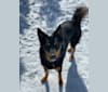 Finn [Wolfhard], an Australian Cattle Dog and Rottweiler mix tested with EmbarkVet.com
