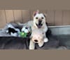 Photo of Bergen, a German Shepherd Dog, Neapolitan Mastiff, Chow Chow, and Siberian Husky mix in Los Angeles, California, USA