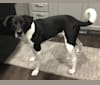 Enzo, a Labrador Retriever and American Pit Bull Terrier mix tested with EmbarkVet.com