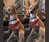 Loki, a Chihuahua and Pomeranian mix tested with EmbarkVet.com