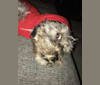 Malcolm Wiggles, a Shih Tzu and Poodle (Small) mix tested with EmbarkVet.com