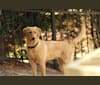 Photo of Murphy, a Labradoodle  in Mooresville, North Carolina, USA