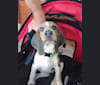 Trixie, a Beagle tested with EmbarkVet.com