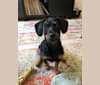 Frank, a Dachshund and Yorkshire Terrier mix tested with EmbarkVet.com