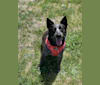 Millie, an Australian Cattle Dog and Border Collie mix tested with EmbarkVet.com