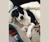 Theodore Ellington, an American Pit Bull Terrier and Siberian Husky mix tested with EmbarkVet.com
