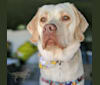 Piper, a Labrador Retriever tested with EmbarkVet.com