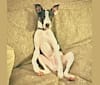 Maddie, an American Pit Bull Terrier and Rat Terrier mix tested with EmbarkVet.com