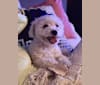 Henry, a Bichon Frise tested with EmbarkVet.com