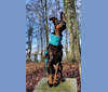 OVER THE TOP Metheora, a Manchester Terrier (Toy) and Doberman Pinscher mix tested with EmbarkVet.com
