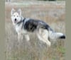 Falko, a German Shepherd Dog tested with EmbarkVet.com