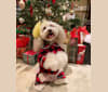 Photo of Rufio, a Chihuahua, Bichon Frise, and Poodle (Small) mix in Toronto, Ontario, Canada