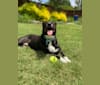 Gracie, a Staffordshire Terrier and Labrador Retriever mix tested with EmbarkVet.com