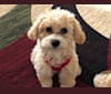 Scooter, a Poodle (Small) and Maltese mix tested with EmbarkVet.com
