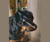 Pony, a Rottweiler tested with EmbarkVet.com
